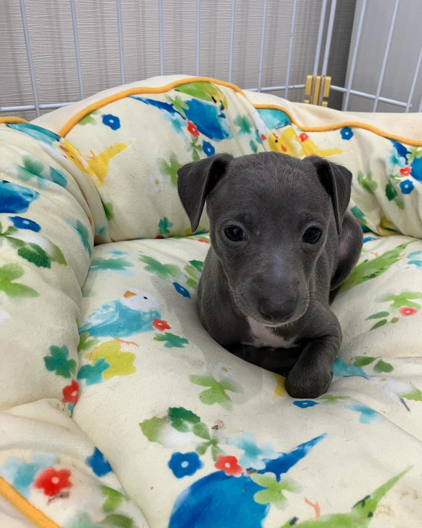 イタグレ子犬募集終了しました🙇‍♀️