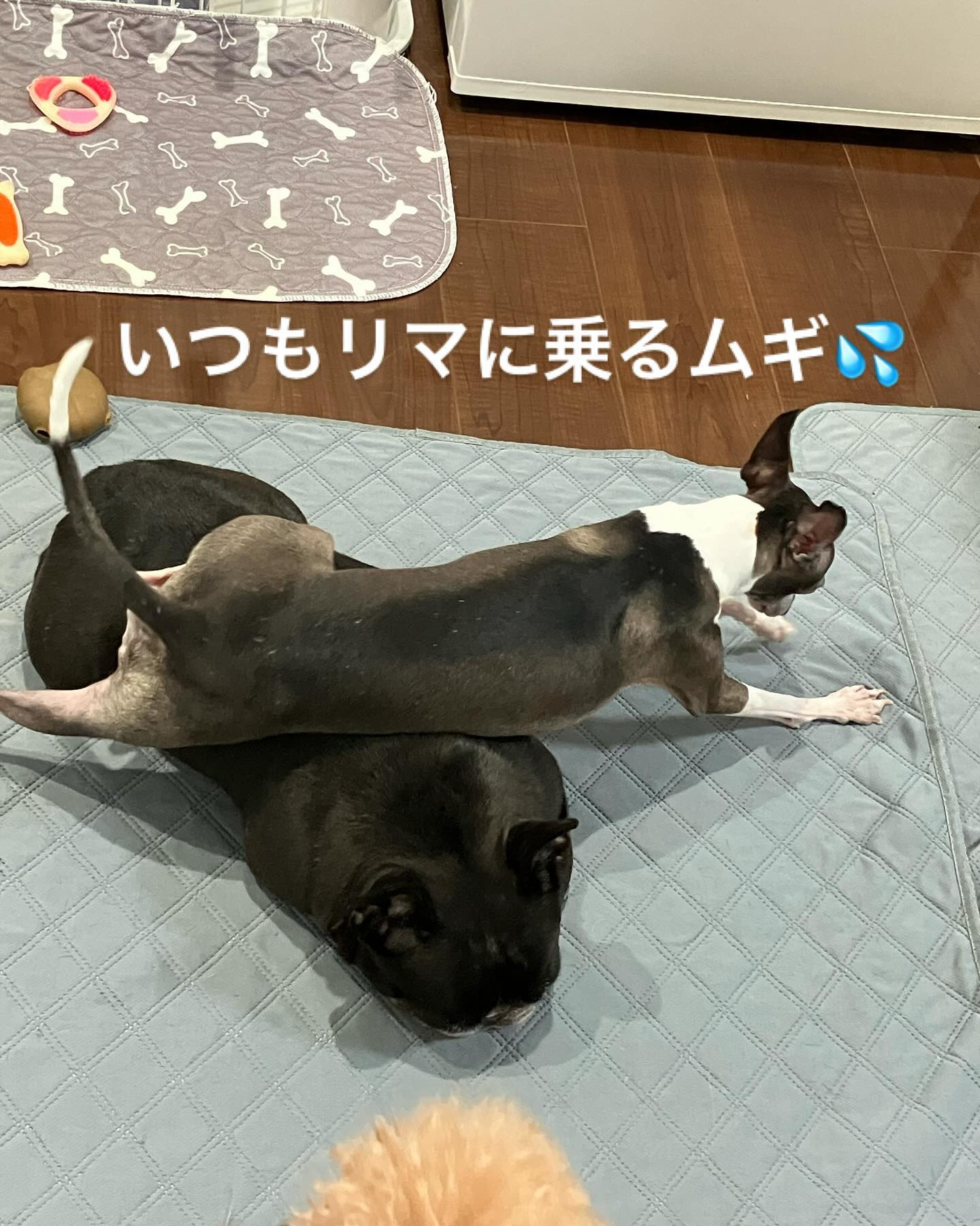 安定の可愛さ🩷日常🥰