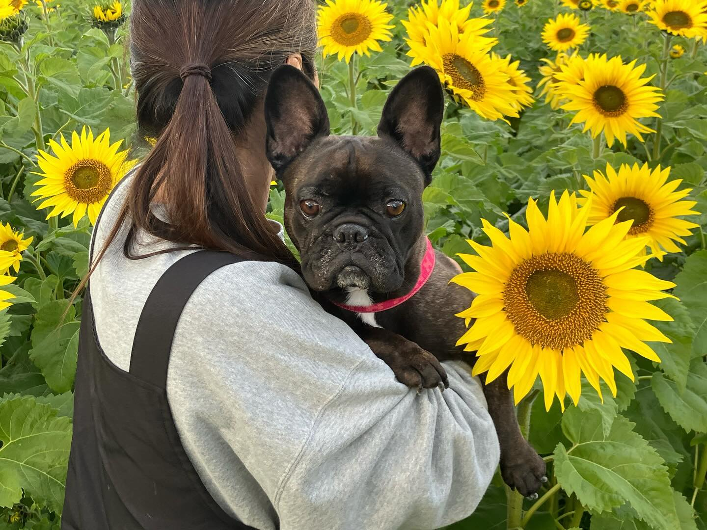 うちの風ちゃん🌻