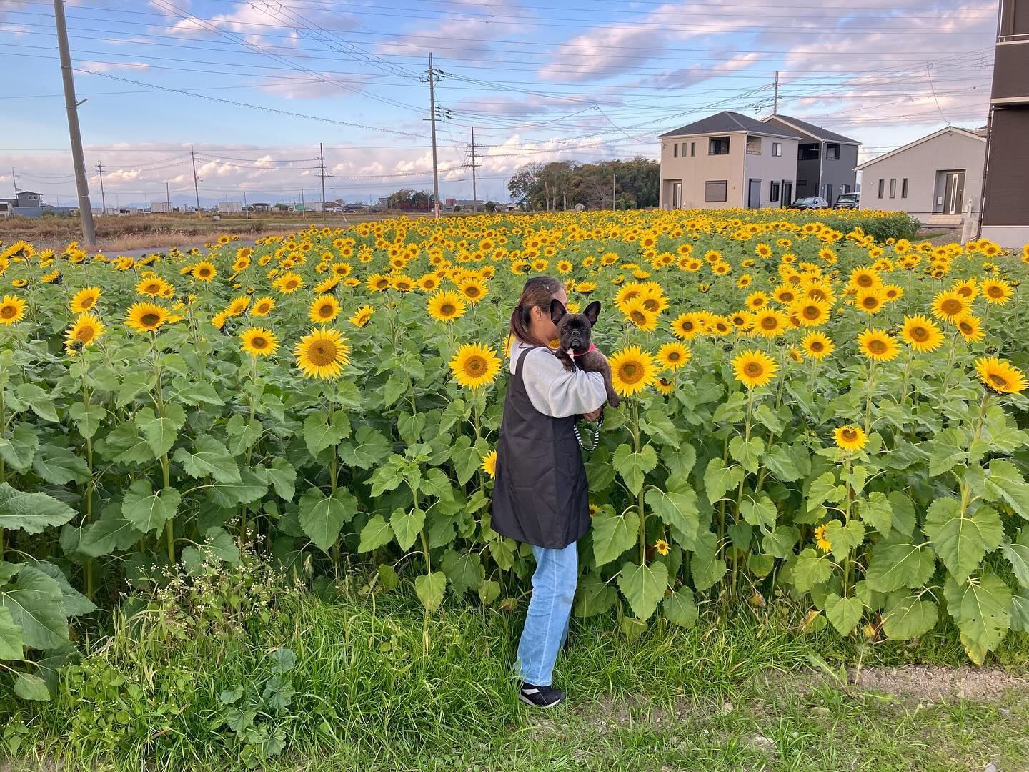 うちの風ちゃん🌻