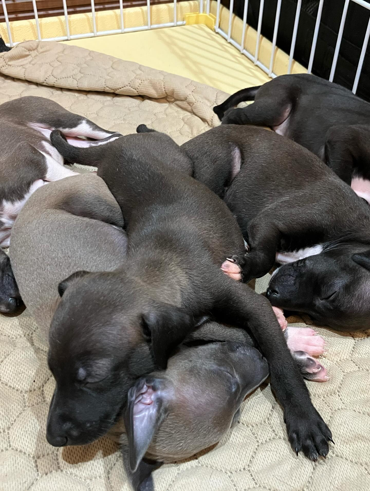 イタグレ　ムギの子　パピー🐣