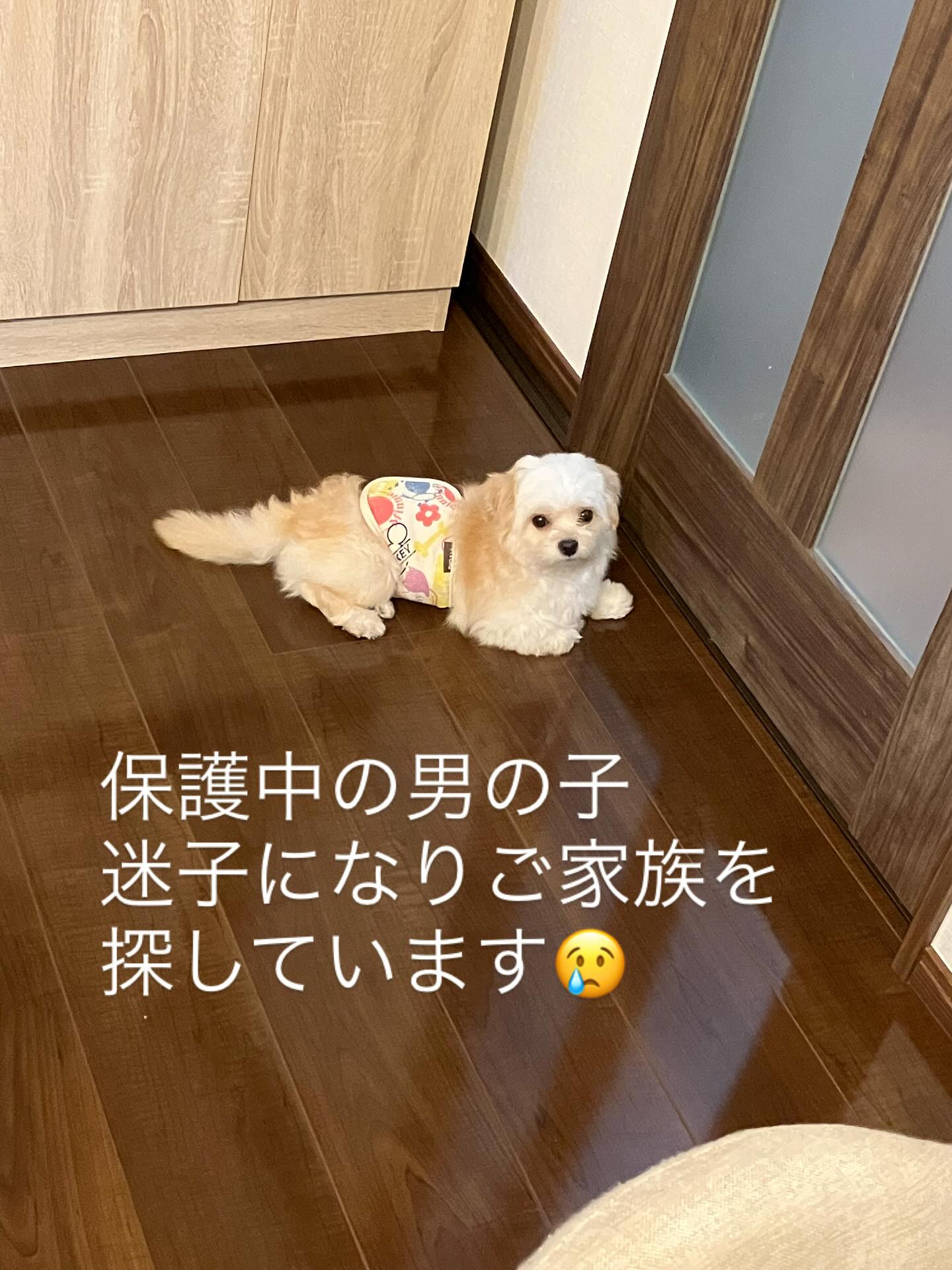 本日も飼い主様探しお手伝い及び拡散