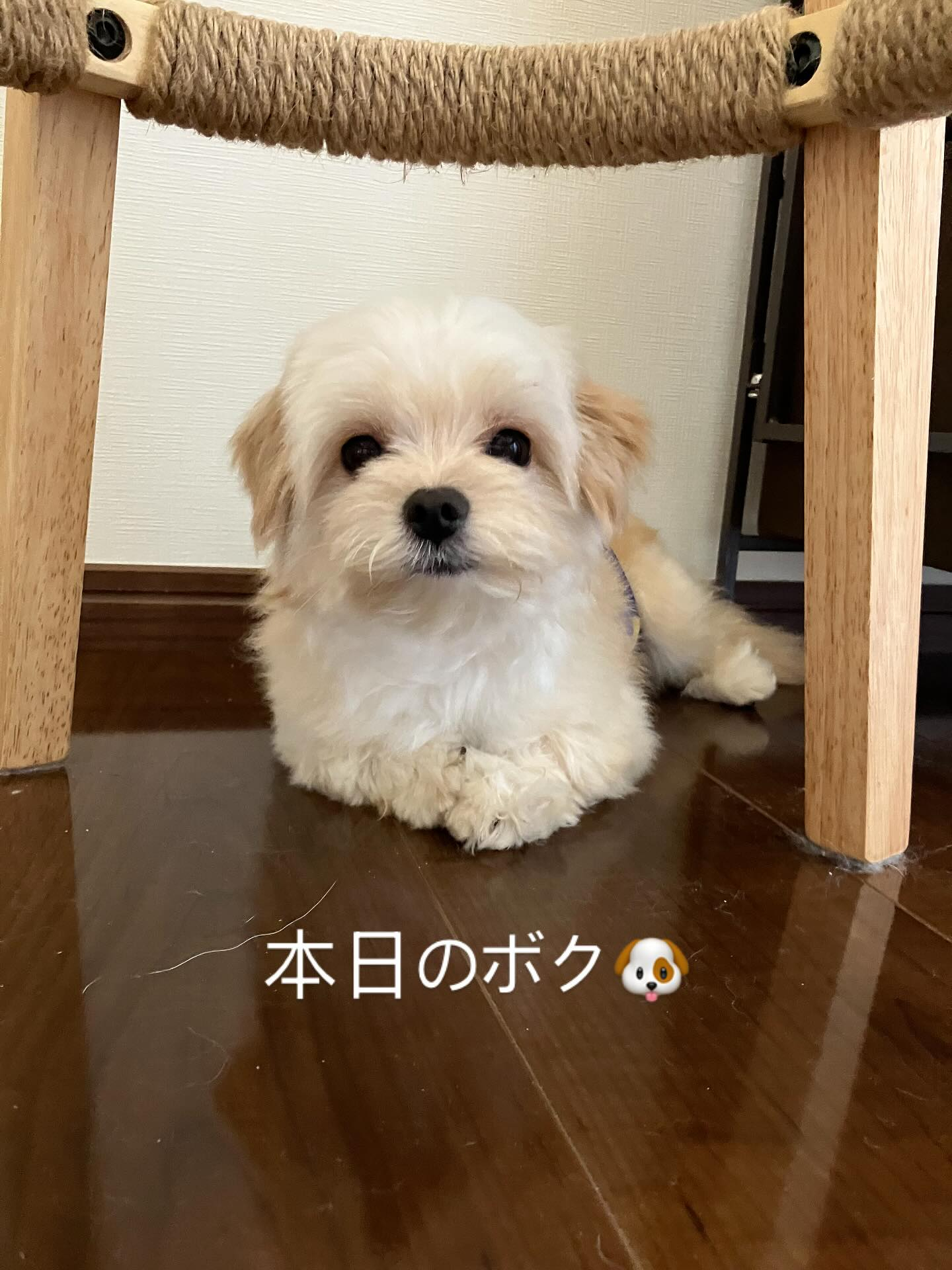 愛護センターは土日お休みなので飼い主さんが連絡しても留守電に...