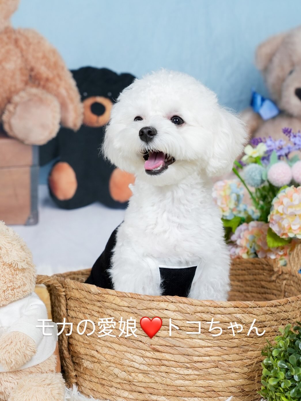 モカの愛娘のトコちゃんママから