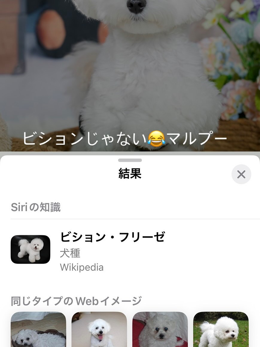 モカの愛娘のトコちゃんママから