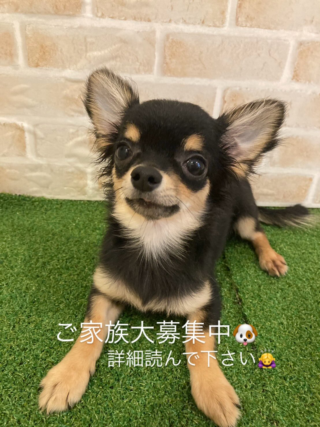 私と同じスタイルのブリーディングのブリーダーさん☺️お母さん...