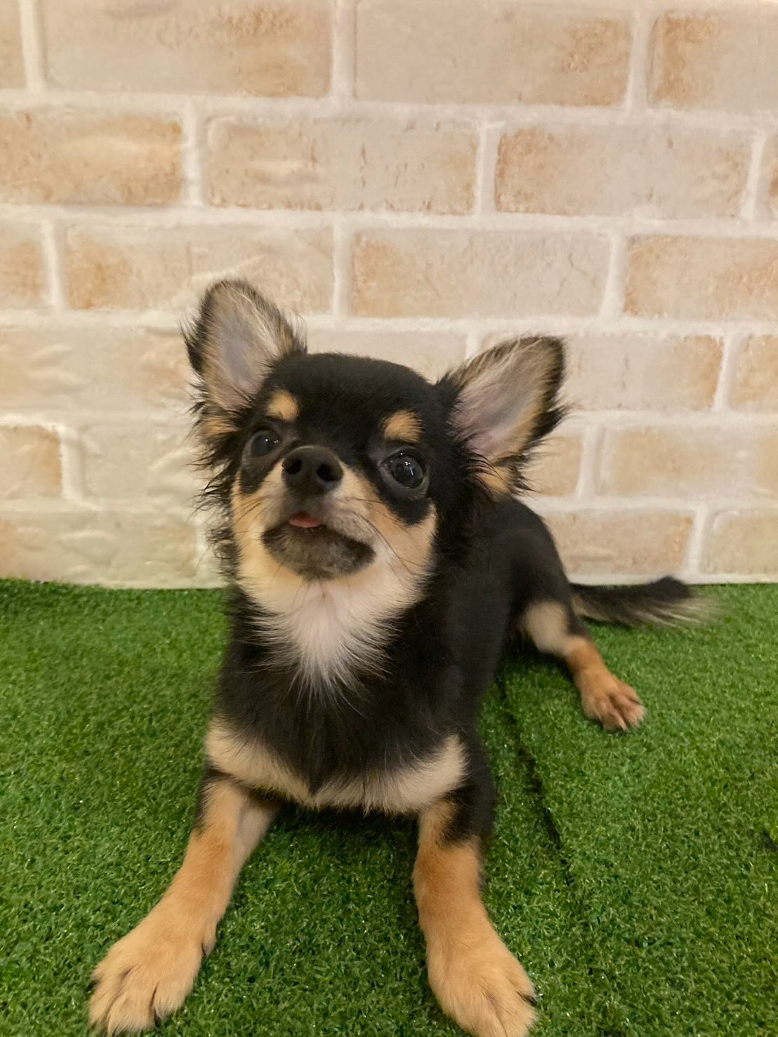 私と同じスタイルのブリーディングのブリーダーさん☺️お母さん...