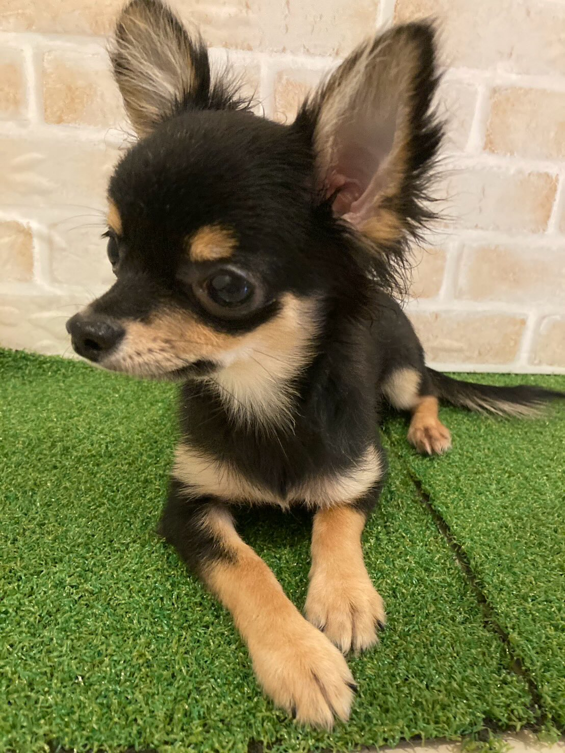 私と同じスタイルのブリーディングのブリーダーさん☺️お母さん...