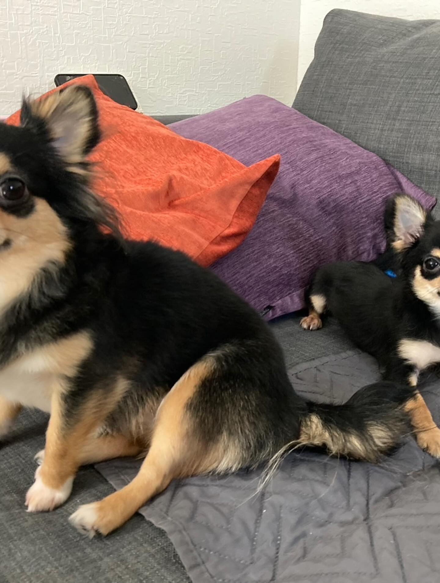 私と同じスタイルのブリーディングのブリーダーさん☺️お母さん...