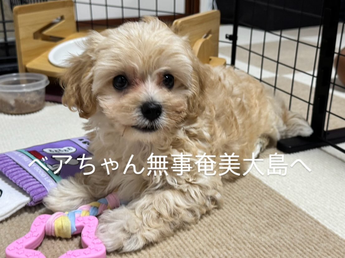 本日マルプーのベアちゃん、ママがお迎えにきてくれて奄美大島ま...