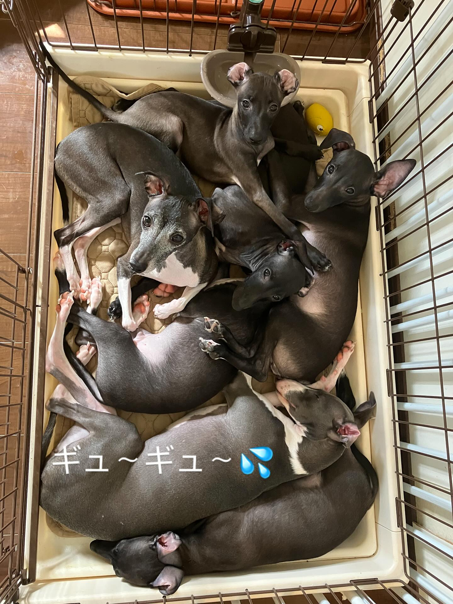 決して閉じ込めてるわけでは😅💦自らの判断で一人づつ入りこうな...