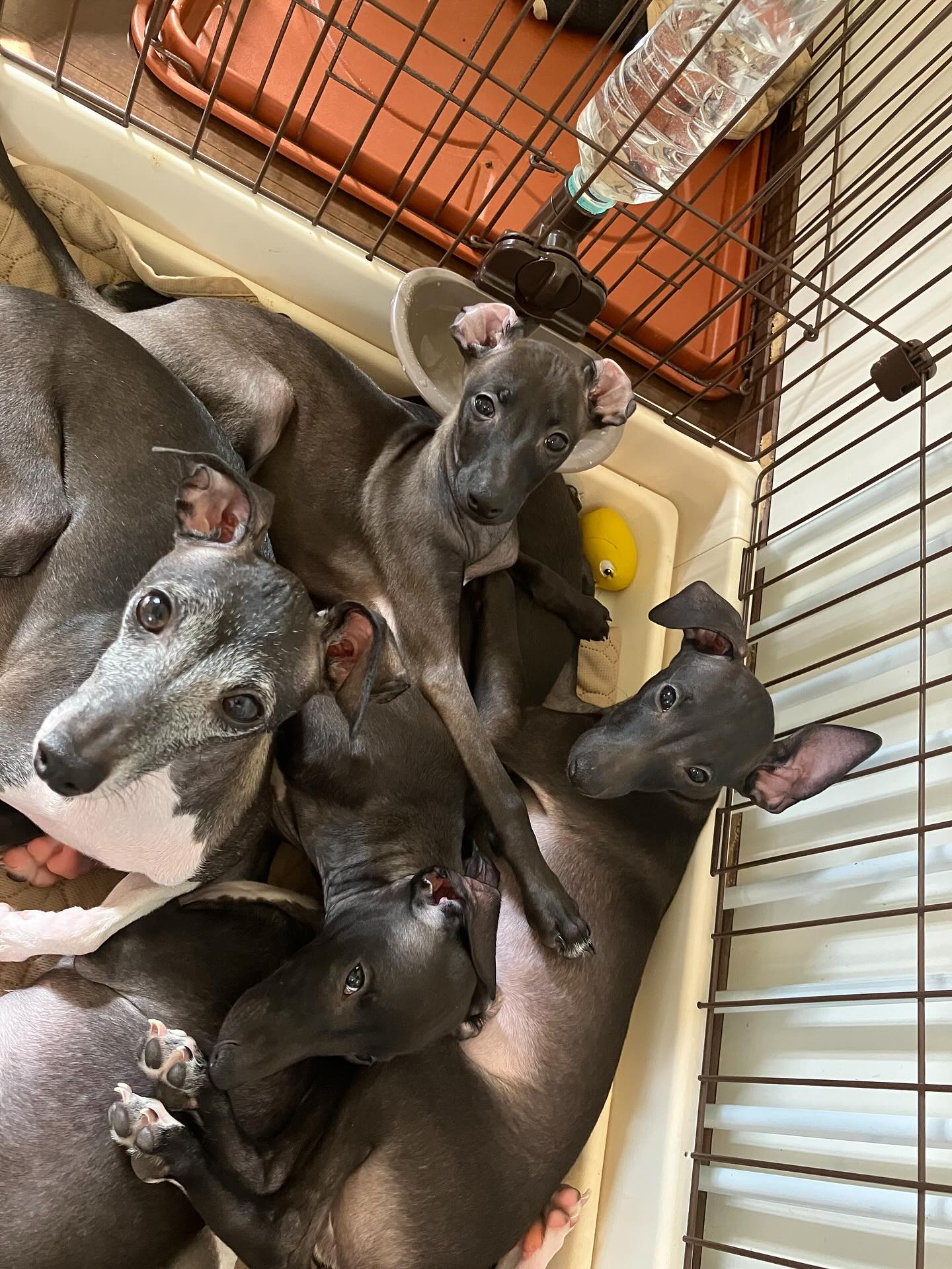 決して閉じ込めてるわけでは😅💦自らの判断で一人づつ入りこうな...