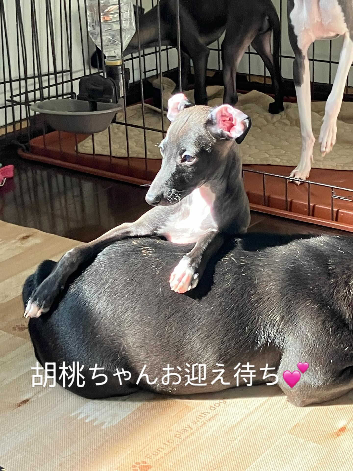 一枚の胡桃ちゃんお迎え待ち💕