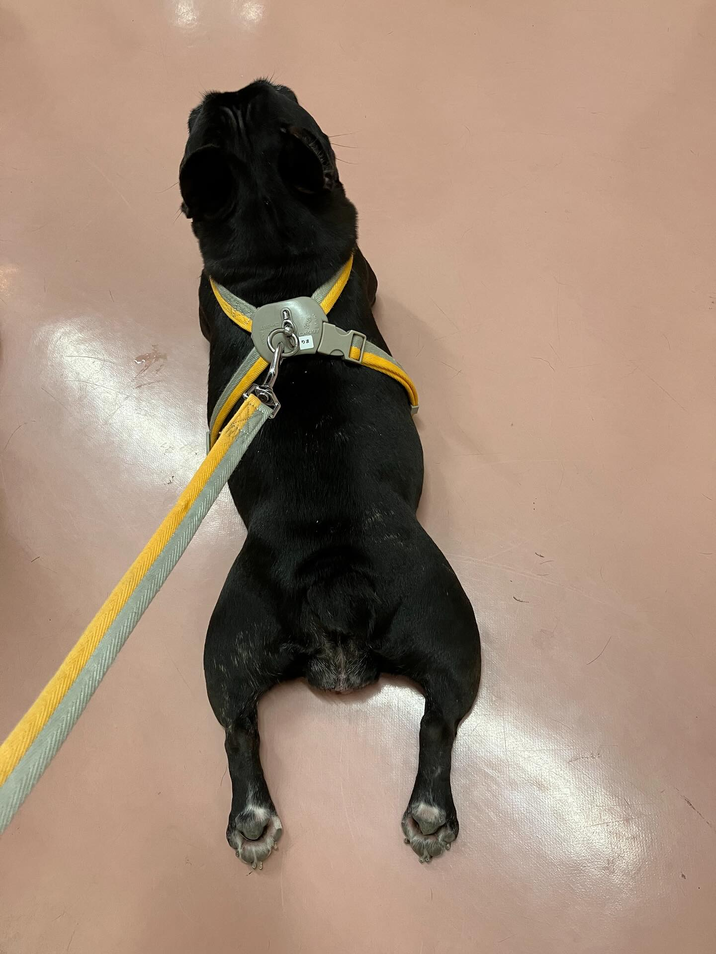 モカ&とと トリミング💕