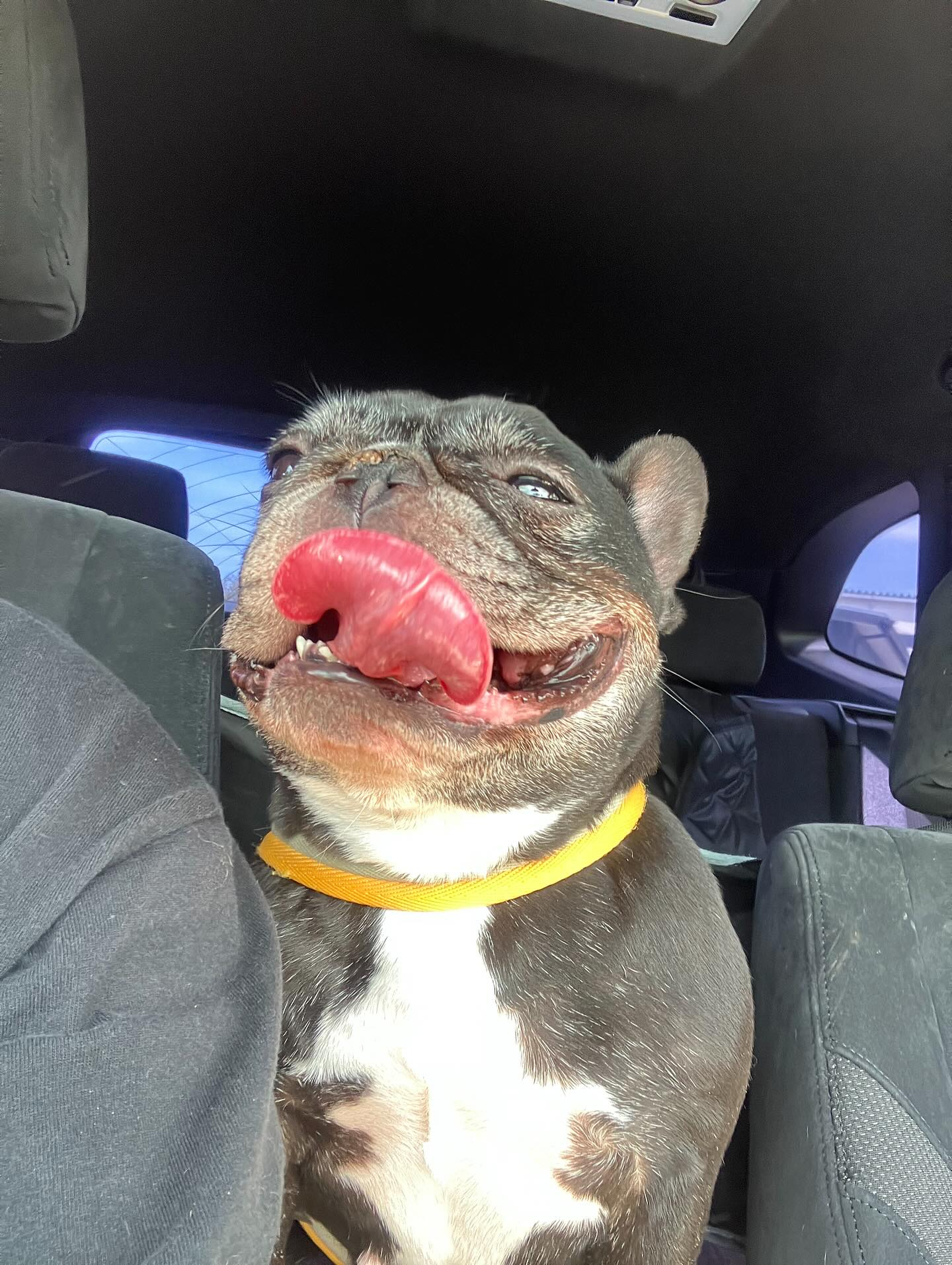 モカ&とと トリミング💕