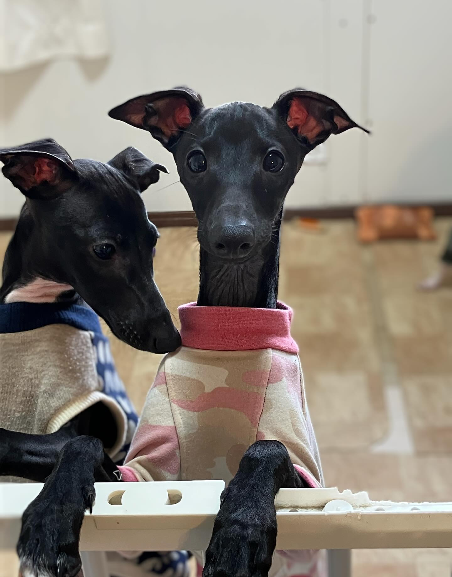 お洋服洗濯して、そろそろ寒くなってきたので着せてみました☺️...