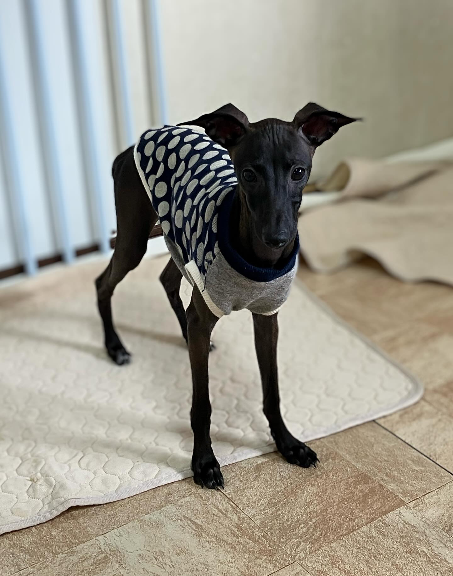 お洋服洗濯して、そろそろ寒くなってきたので着せてみました☺️...