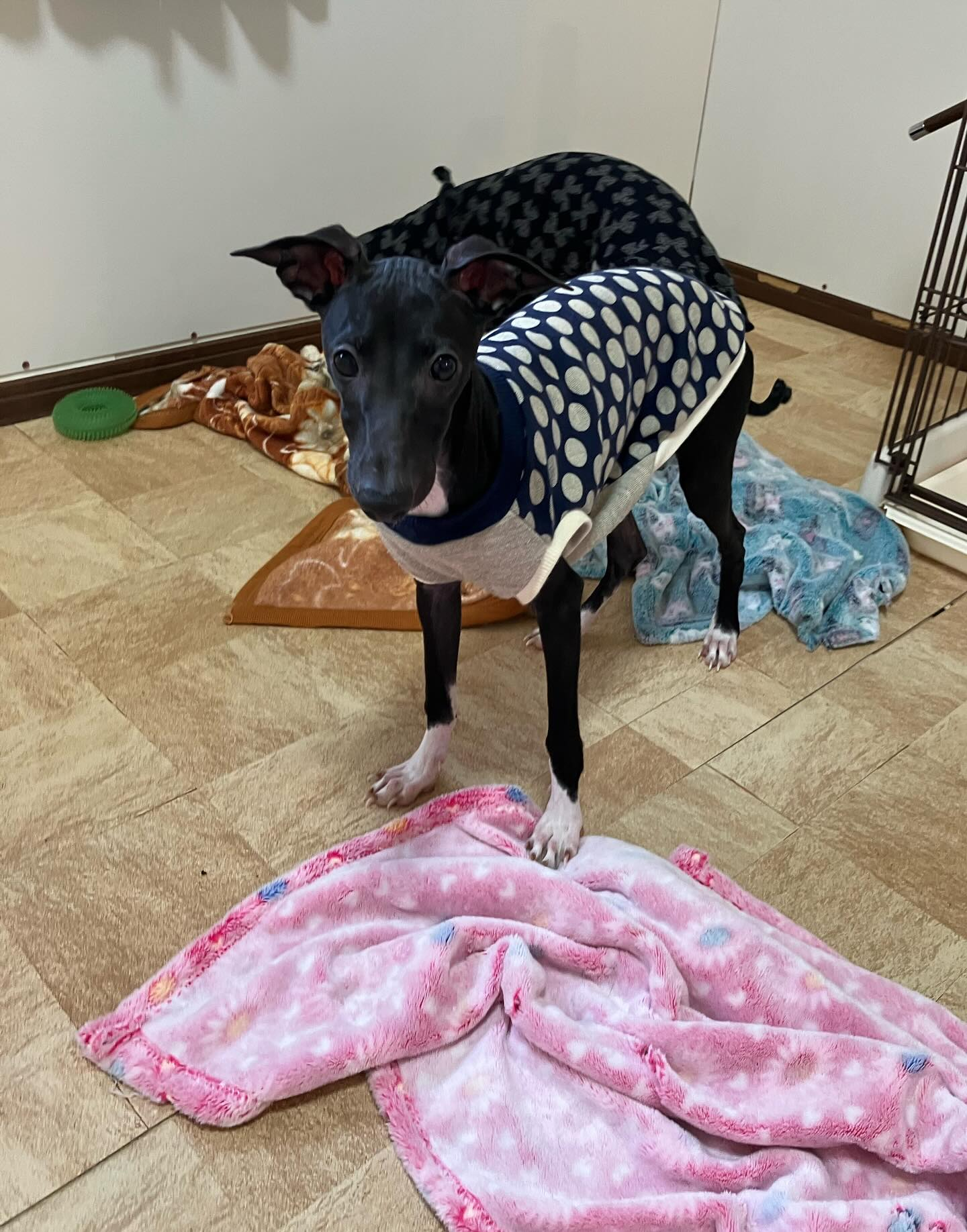 お洋服洗濯して、そろそろ寒くなってきたので着せてみました☺️...