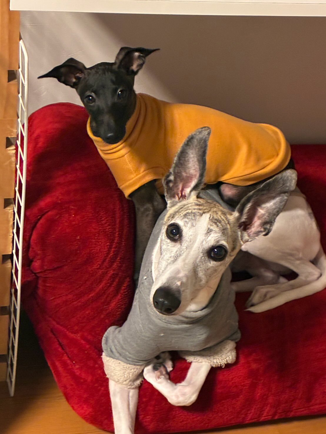 チビチー→リアン君