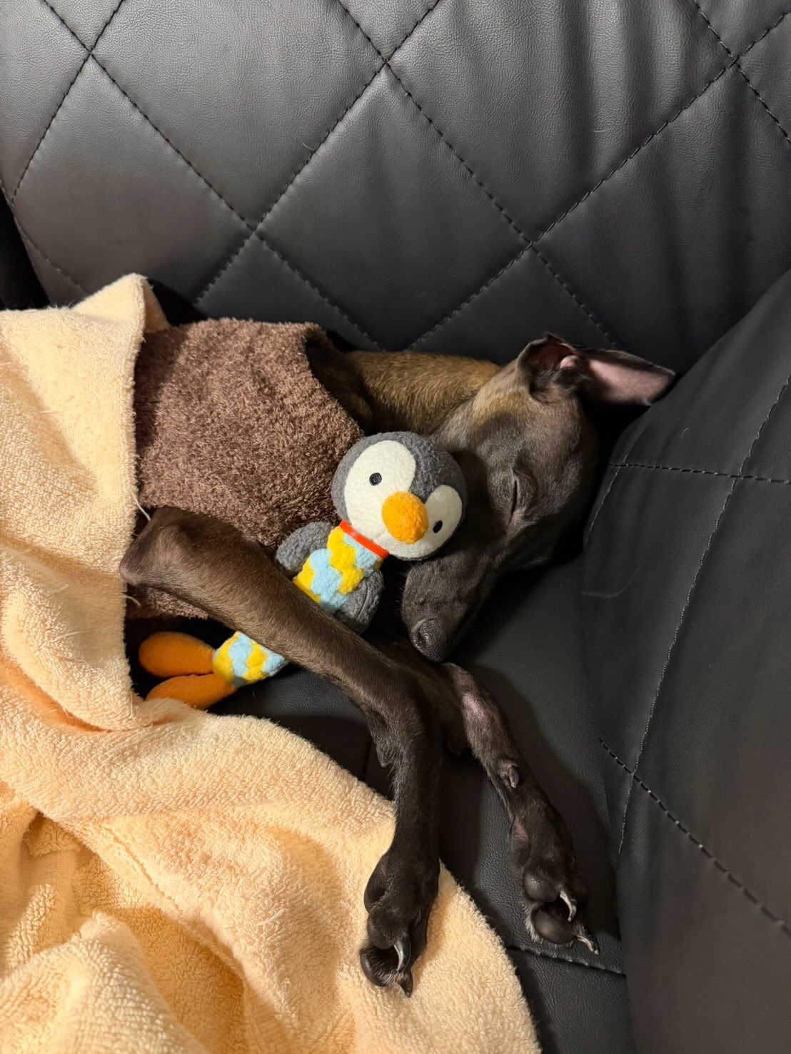 チビチー→リアン君