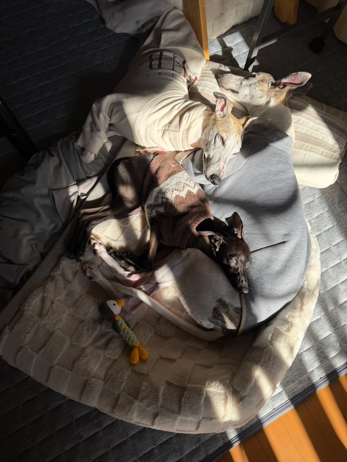 チビチー→リアン君