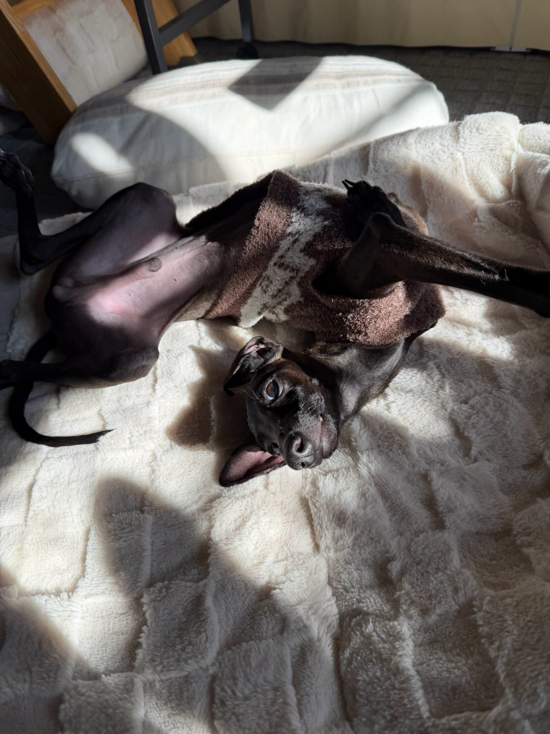 チビチー→リアン君