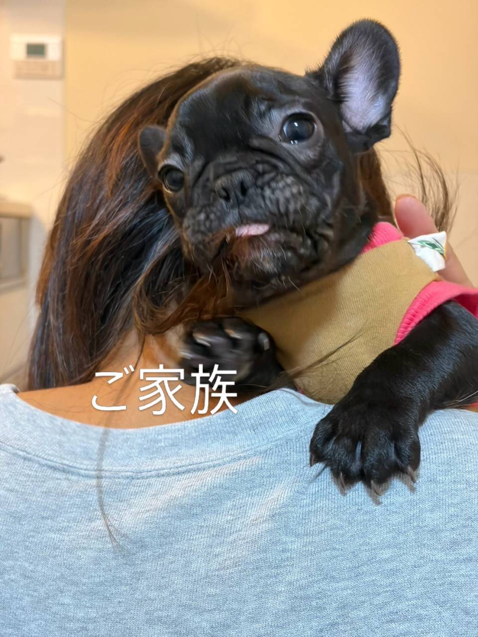 ブリンドル♀くうちゃん