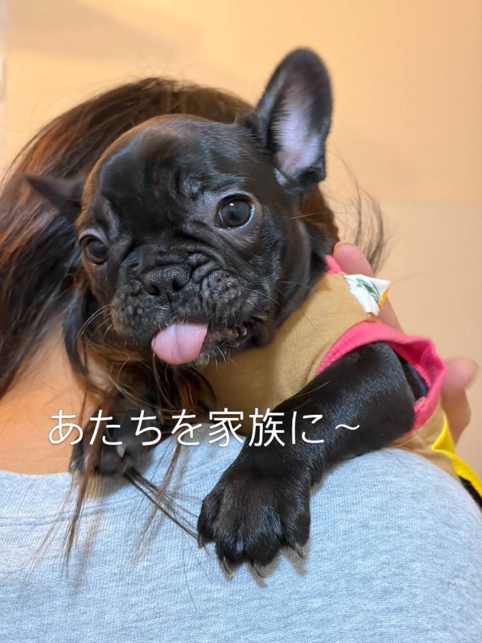 ブリンドル♀くうちゃん