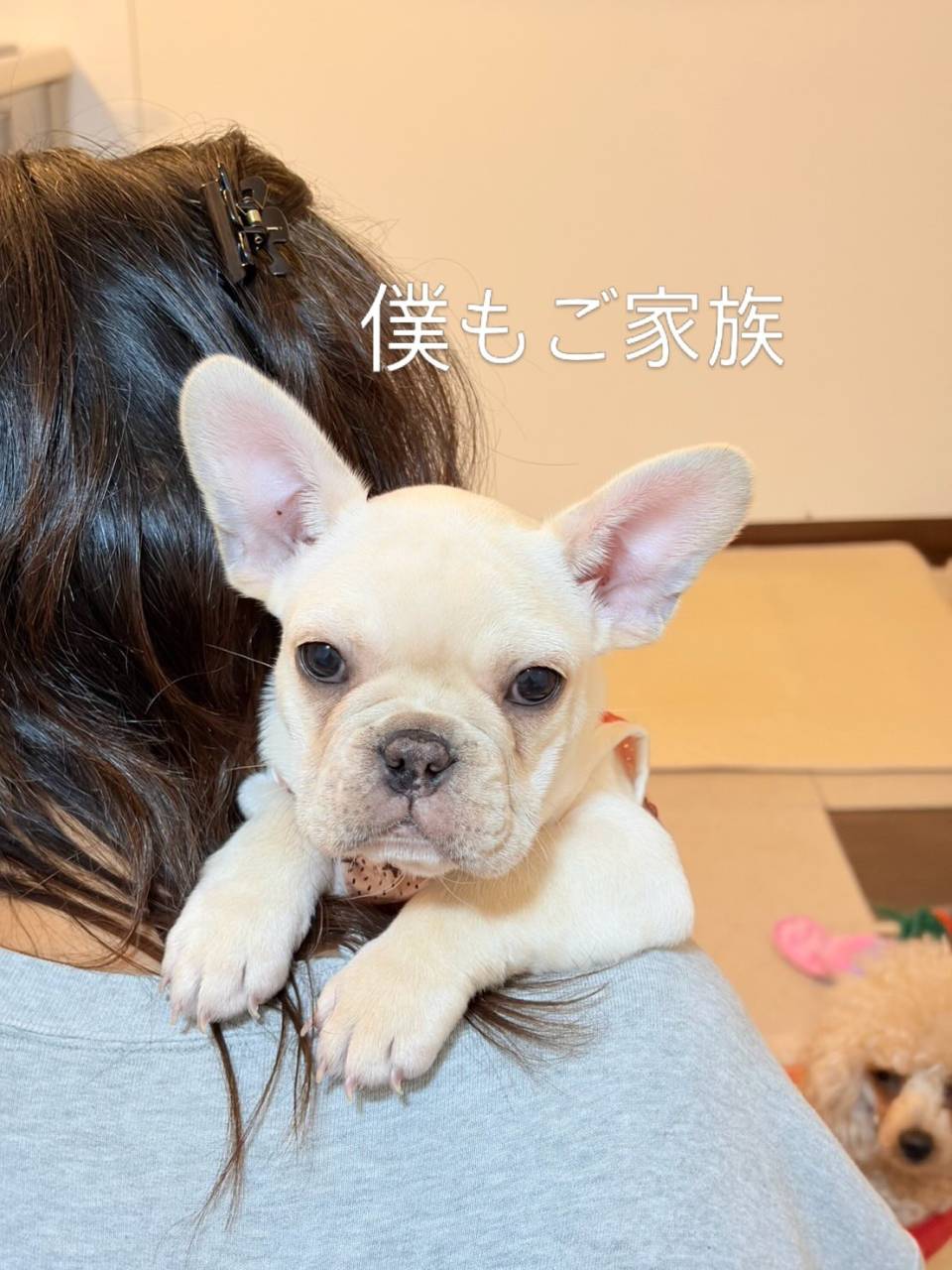 ブリンドル♀くうちゃん