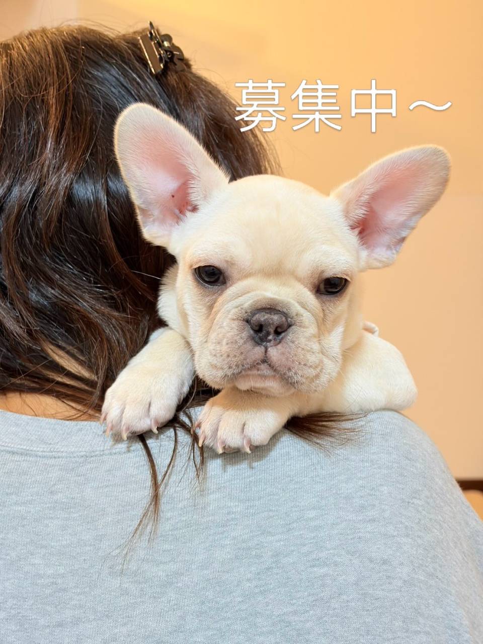 ブリンドル♀くうちゃん