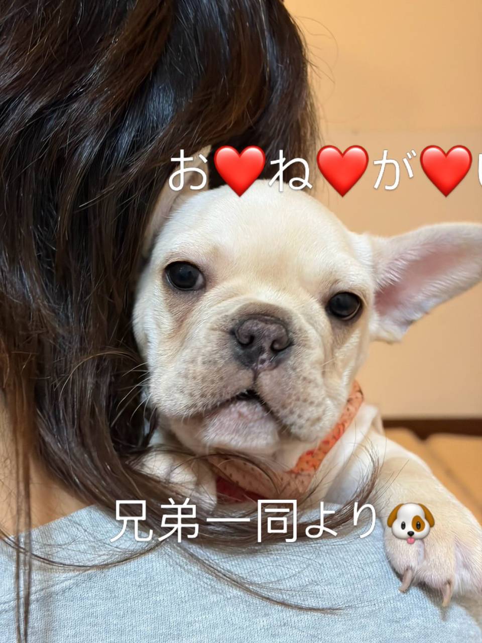 ブリンドル♀くうちゃん