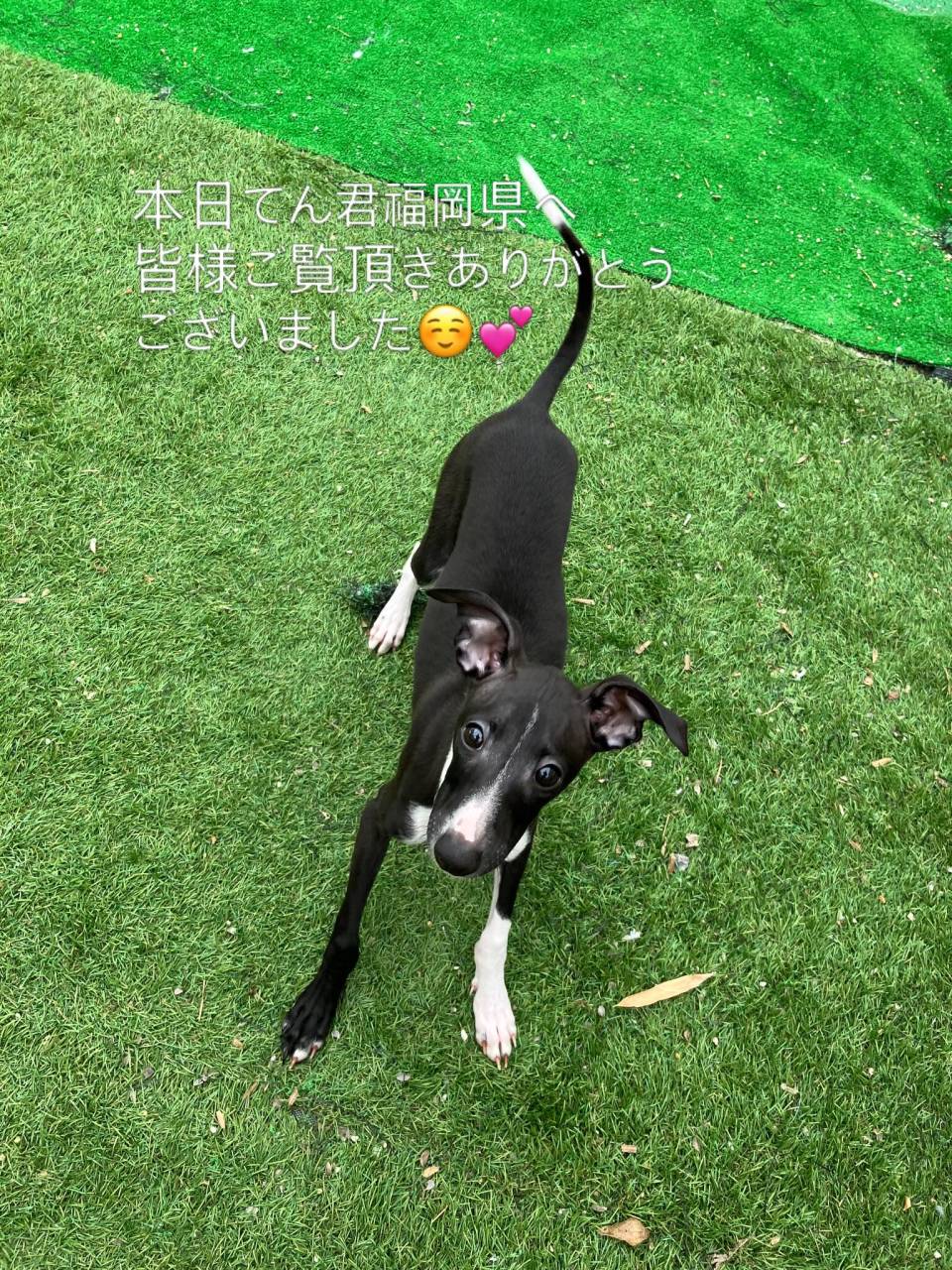 天真爛漫のてん君🐶本日お母様が新大阪までお迎えに九州地方から...