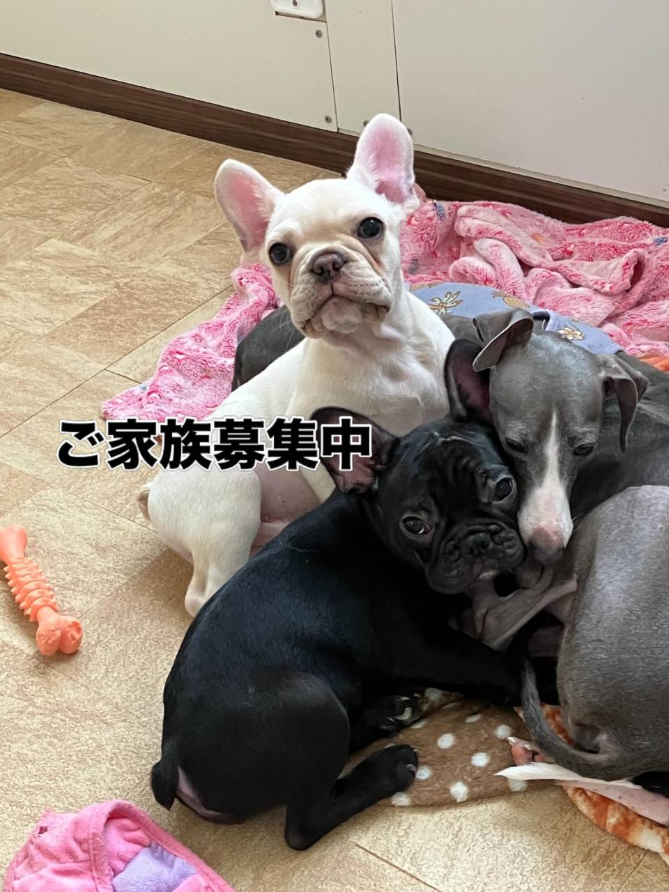 ＧＷ皆様色んなとこへお出かけしたよ〜と写真やご報告拝見させて...