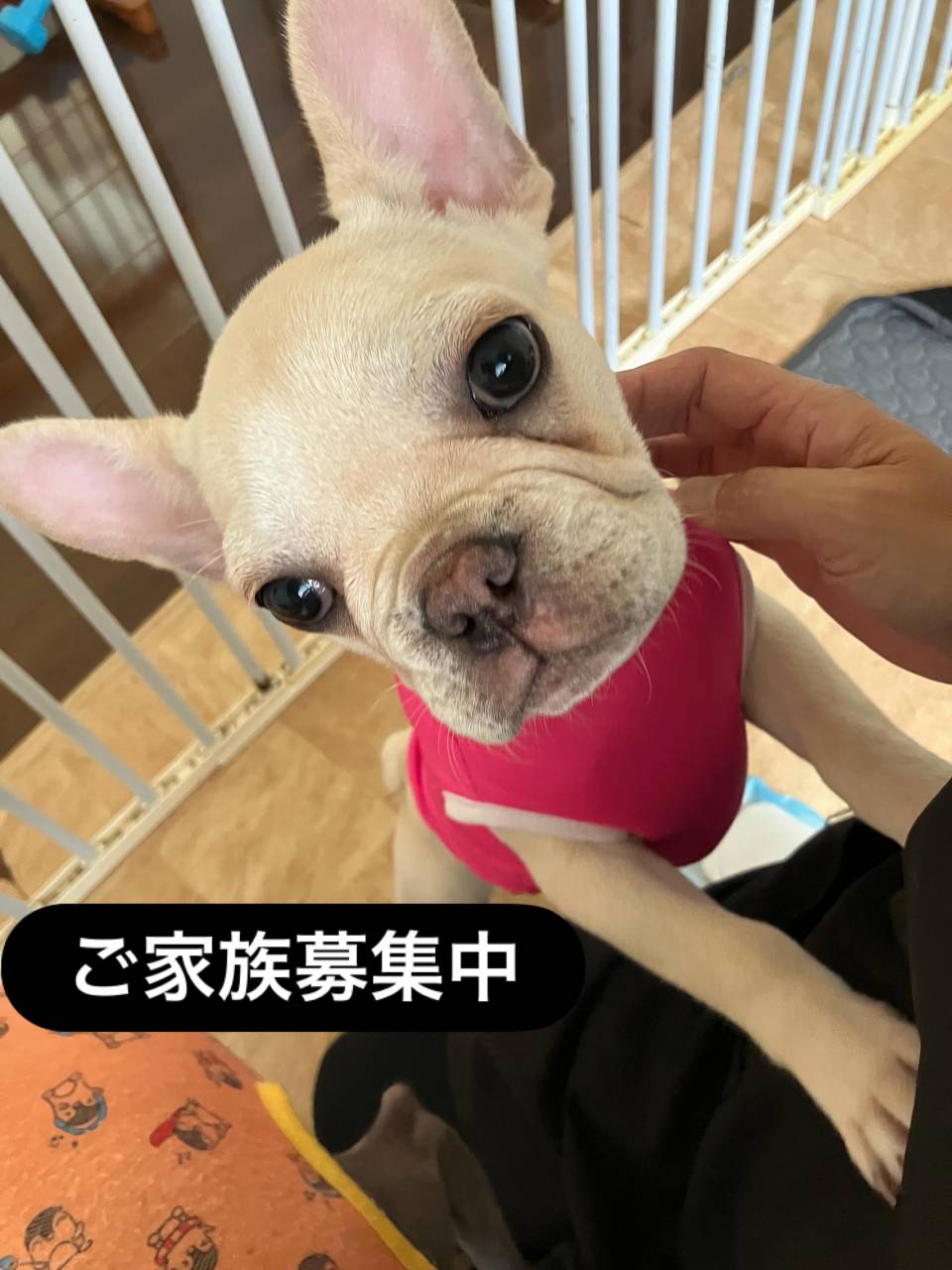 新しい服🥰だいふく君めっちゃ似合う🩷　　　ご家族募集中🥺