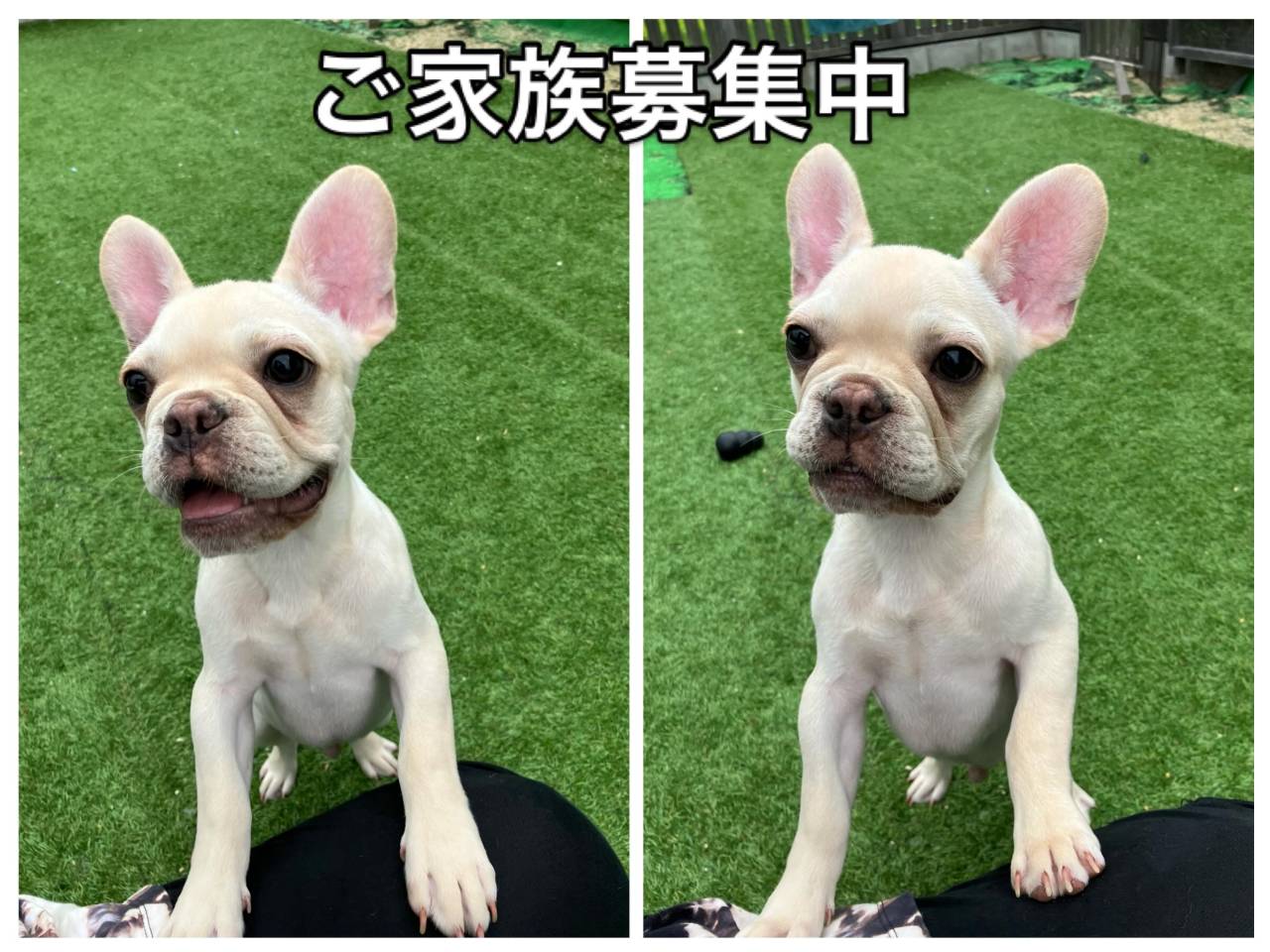 クリーム♂ご家族募集中です☺️