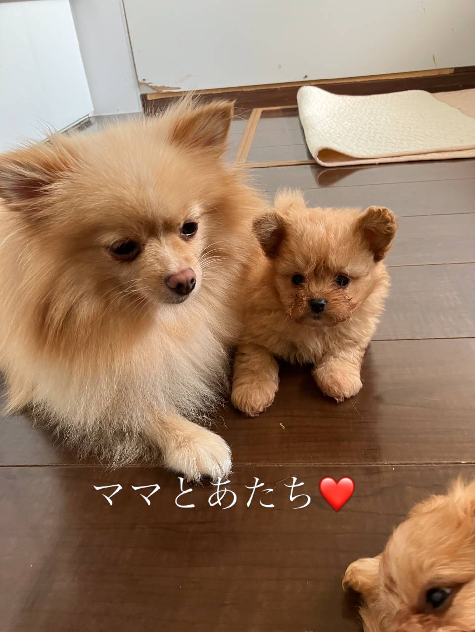 ポメプーご家族募集中です(о´∀`о)