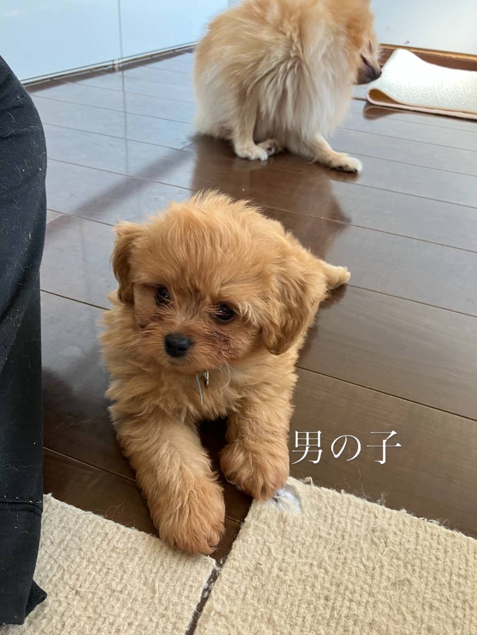 ポメプーご家族募集中です(о´∀`о)