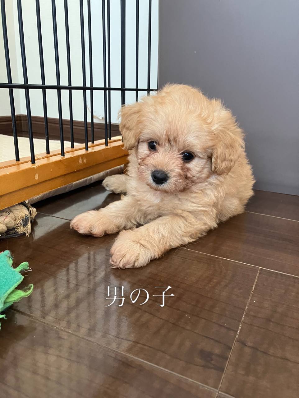 ポメプーご家族募集中です(о´∀`о)