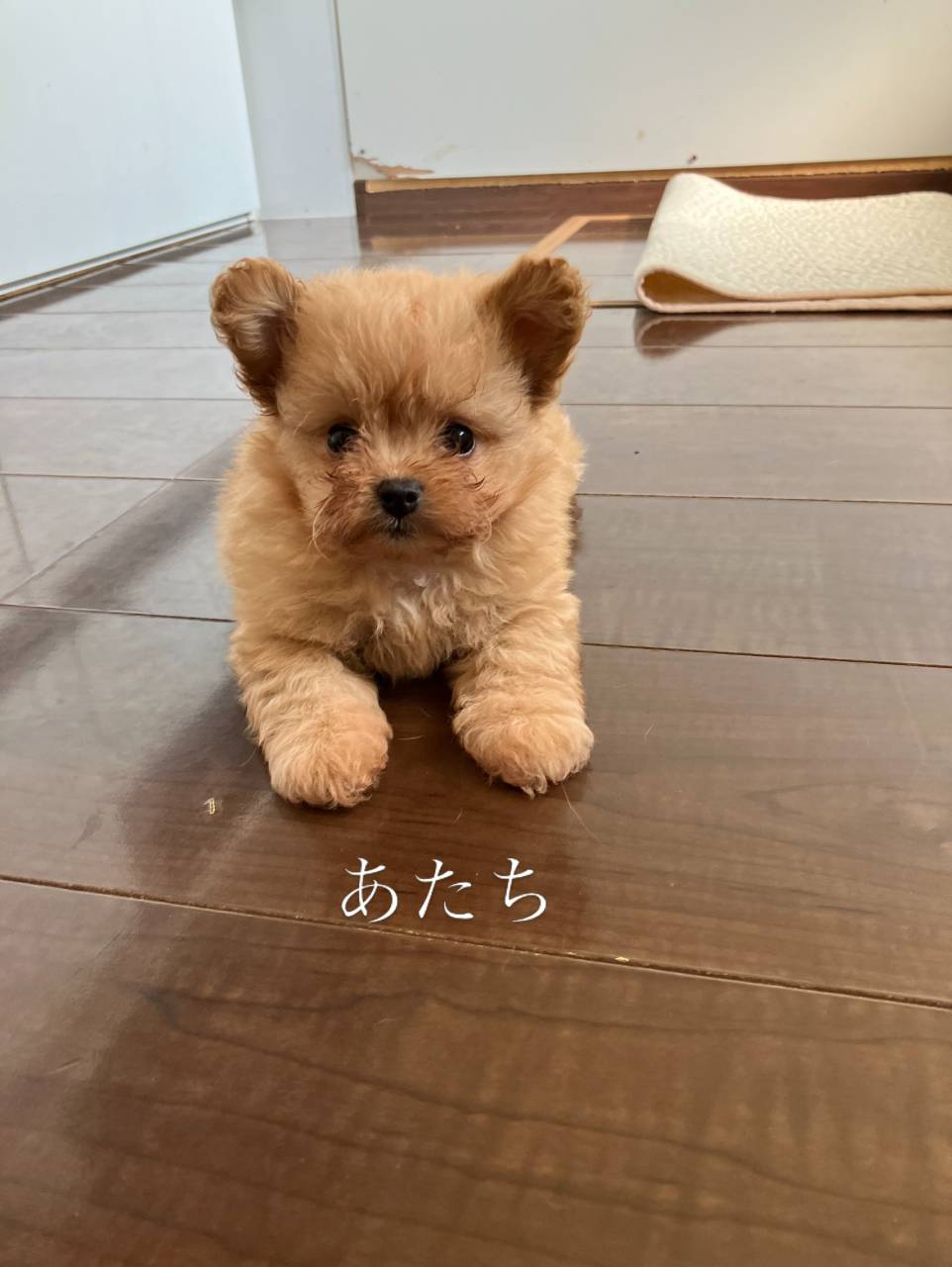 ポメプーご家族募集中です(о´∀`о)