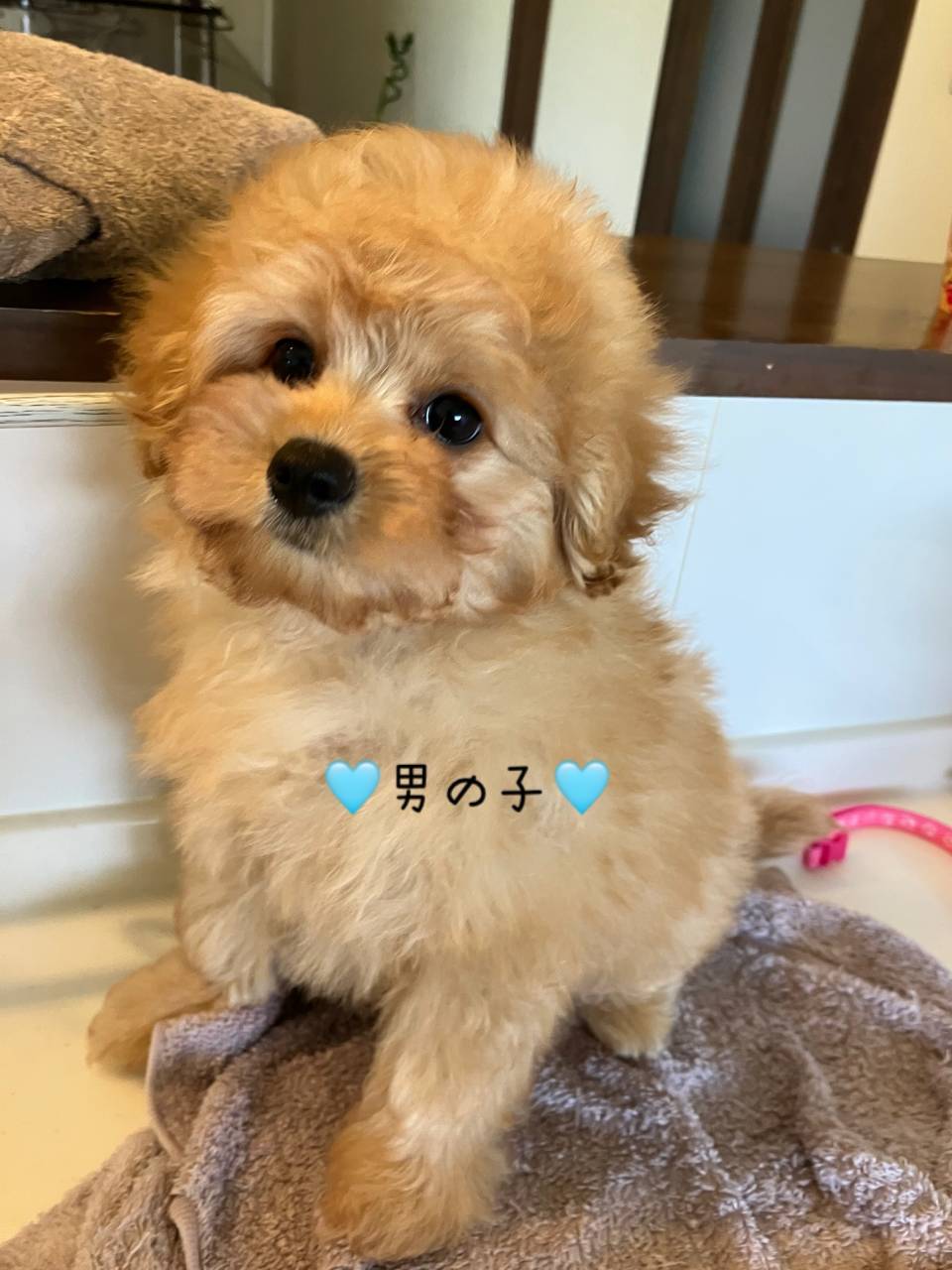 ポメプーキッズご家族募集中✨