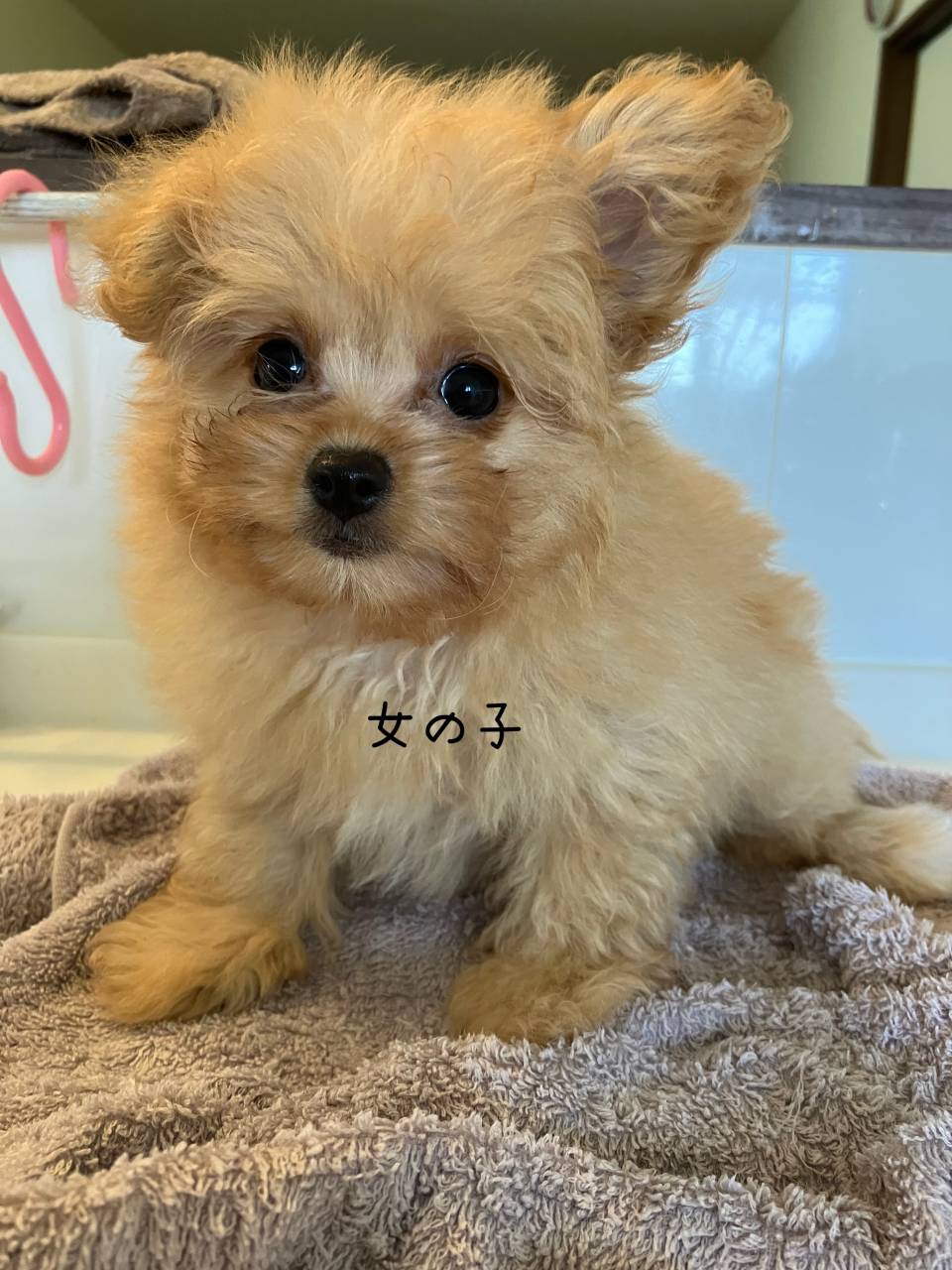 ポメプーキッズご家族募集中✨