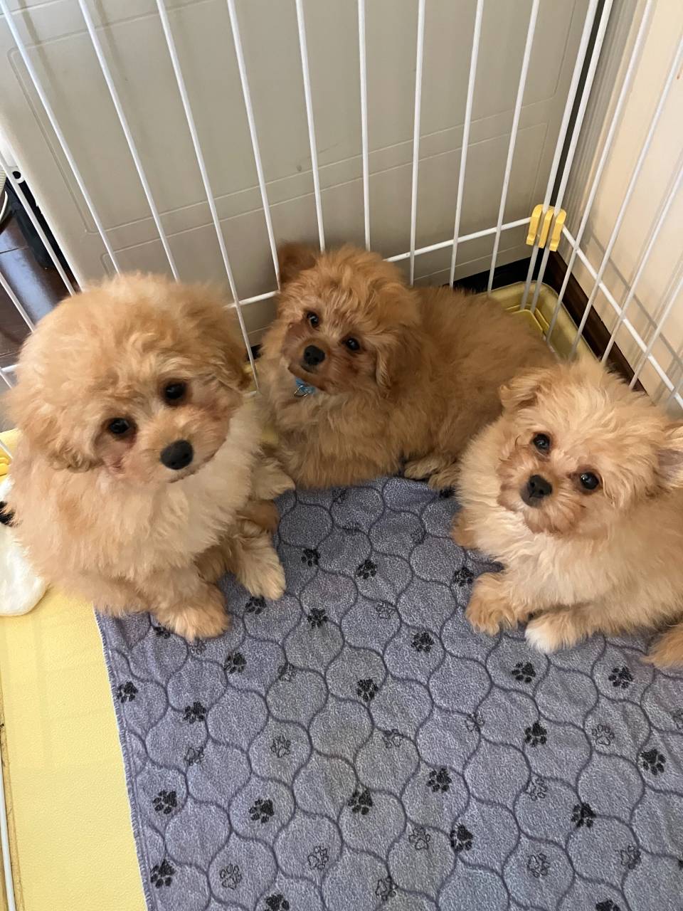 ポメプーキッズご家族募集中✨