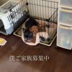 リマの横にちょこんとお座り僕ちゃんご家族募集中です╰(*´︶...