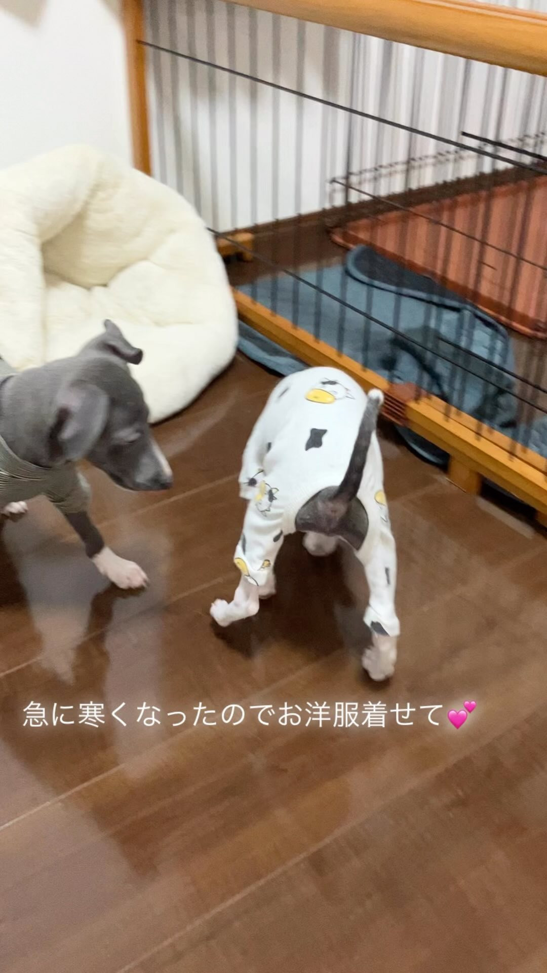 むぎとりんのおさがりを急に寒くなったので着せて見ました😆💦可...