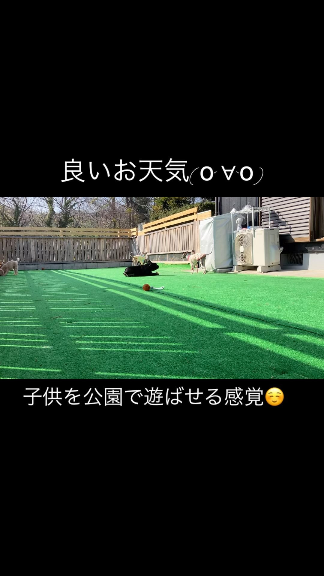 犬種全く違ってもそれぞれ性格があり飽きない☺️