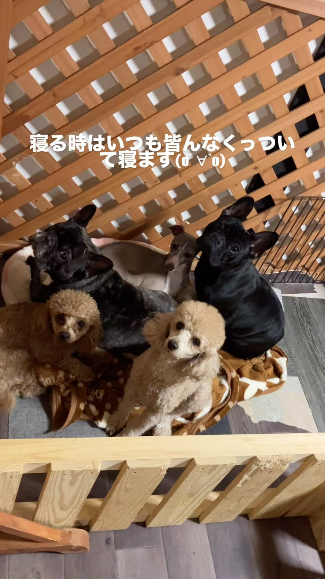 犬種も年齢も違うけど寝る時は皆んなくっついて眠ります🩷可愛い...