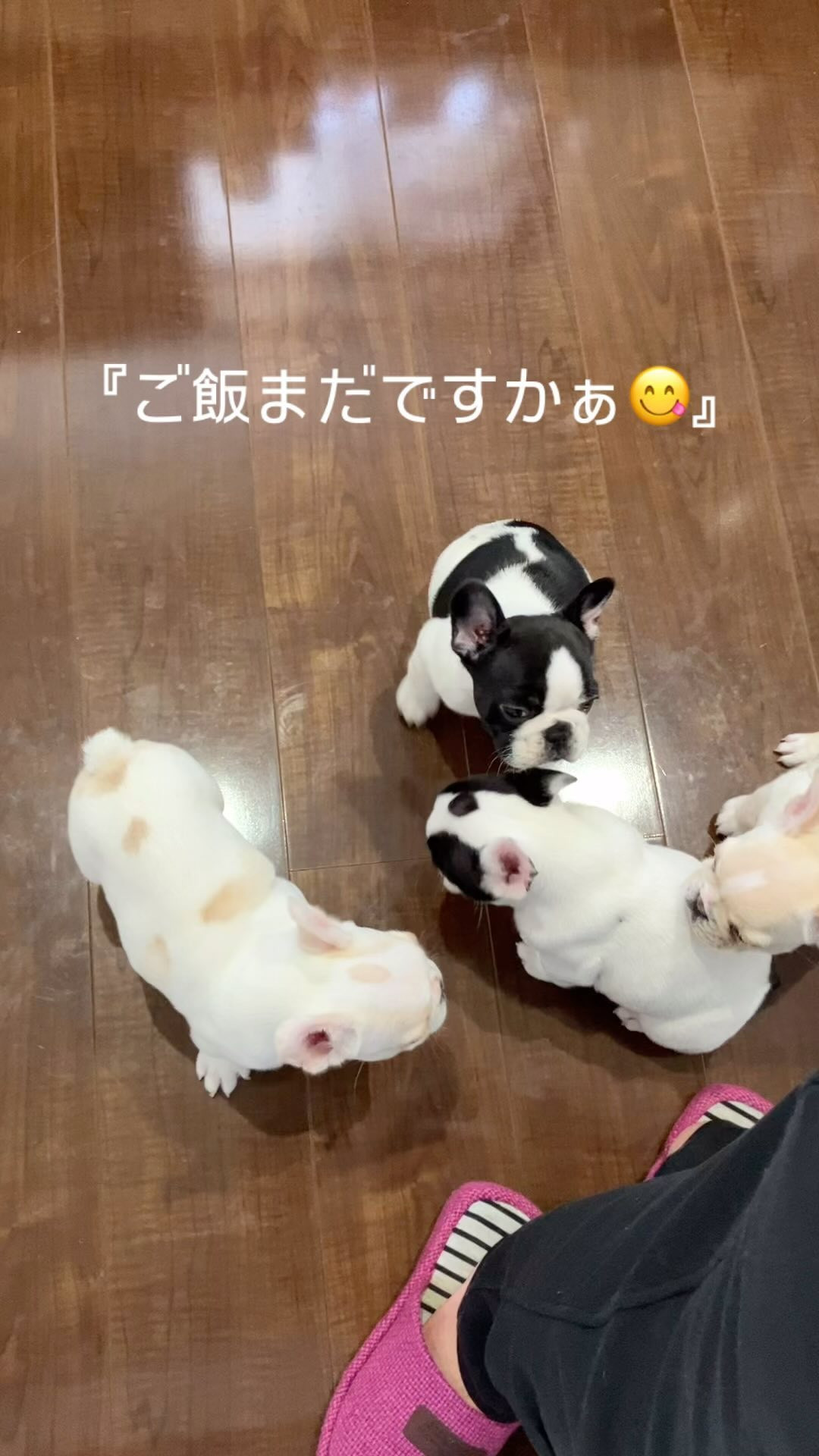 ご飯をふやかす間、足元で渋滞😂