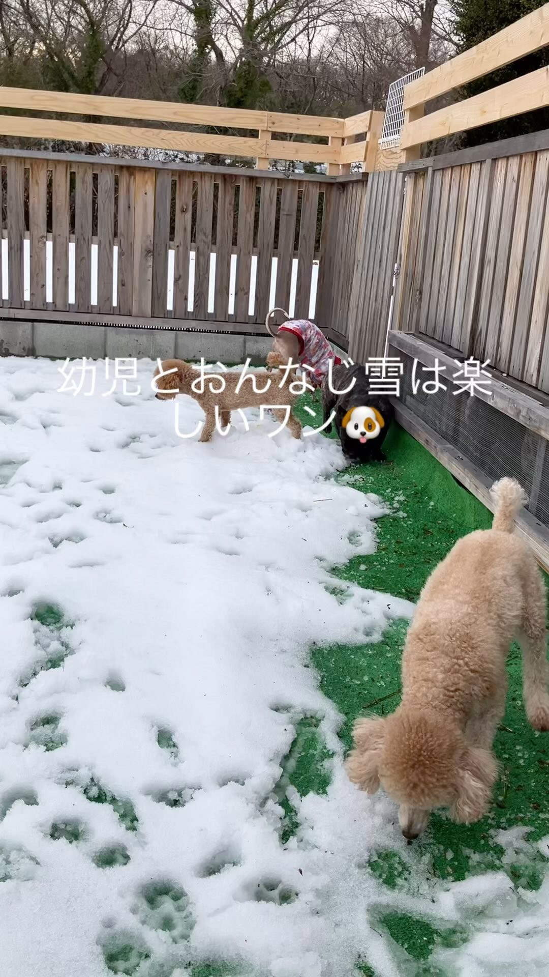 おかんはスキーウェアきてドッグランへ🥶