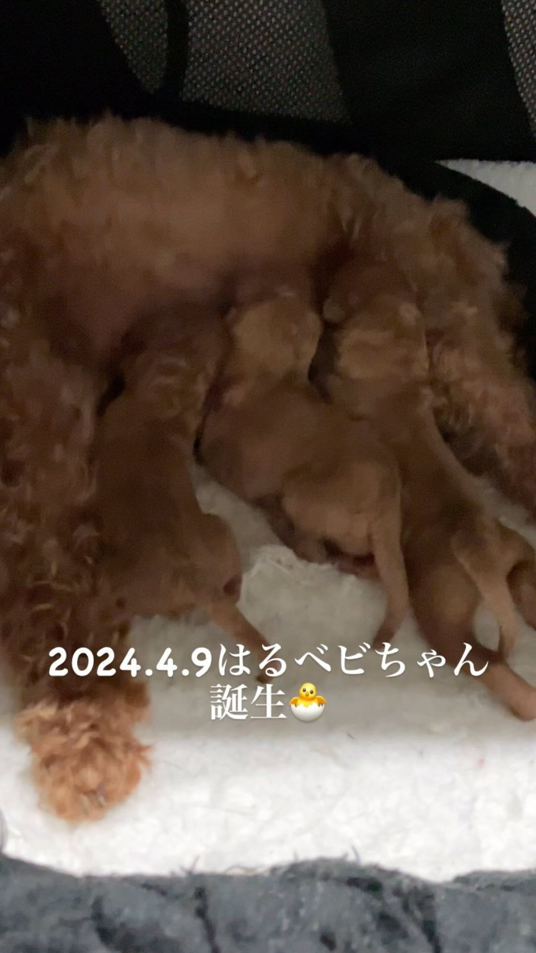 2024.4.9 無事はる可愛い赤ちゃんを産んでくれました💕