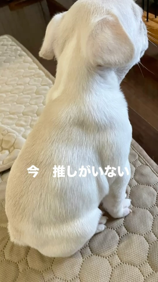 クリーム君ご家族募集中です💕